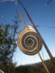 Pseudotachea splendida