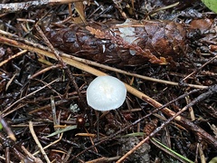 Inocybe geophylla