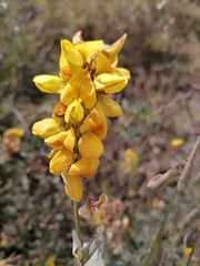 Crotalaria longirostrata