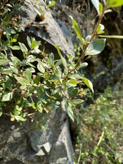 Escallonia rubra