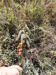 Crotalaria longirostrata