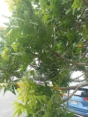 Harpephyllum caffrum