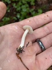 Inocybe geophylla