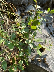 Escallonia rubra