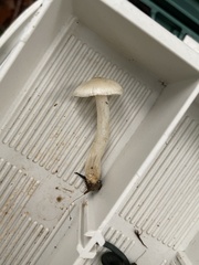 Inocybe geophylla