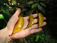 Irvingia excelsa