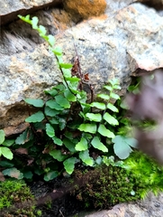 Asplenium vespertinum