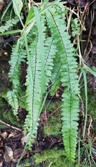 Asplenium monanthes