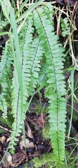 Asplenium monanthes