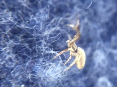 Uloborus glomosus