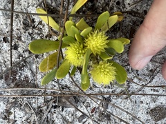 Polygala nana