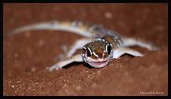 Hemidactylus triedrus