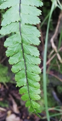 Asplenium monanthes