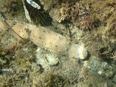 Australostichopus mollis