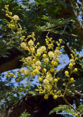 Magnoliopsida