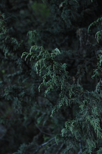 Image of Hesperocyparis lusitanica by (c) Ricardo Betancourt Sánchez, some rights reserved (CC BY)