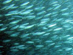 Sardinella
