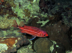 Sargocentron cornutum