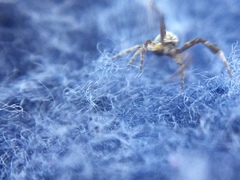 Uloborus glomosus
