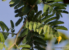 Magnoliopsida