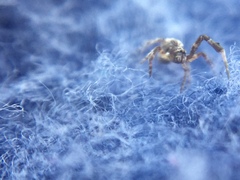 Uloborus glomosus