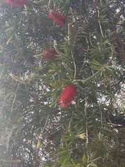 Melaleuca citrina