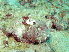 Scorpaenopsis macrochir