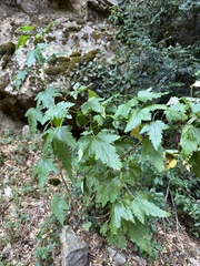 Ribes magellanicum