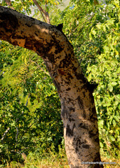 Magnoliopsida