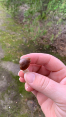 Panaeolus foenisecii