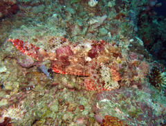 Scorpaenopsis
