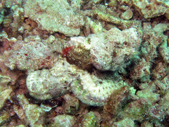 Scorpaenopsis