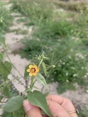 Abutilon trisulcatum