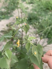Abutilon trisulcatum