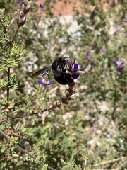 Xylocopa californica arizonensis