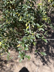 Ligustrum quihoui