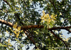Magnoliopsida
