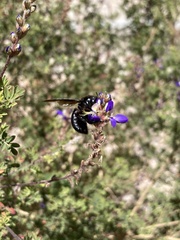 Xylocopa californica arizonensis