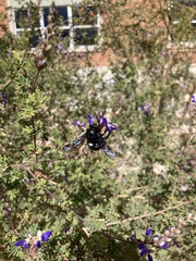 Xylocopa californica arizonensis