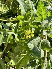 Sisymbrium irio