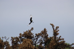 Hymenops perspicillatus