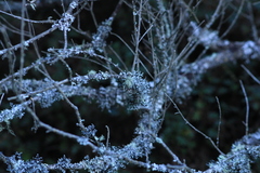 Heterodermia leucomelos