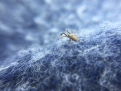 Uloborus glomosus