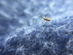 Uloborus glomosus