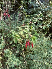 Fuchsia magellanica