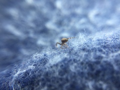 Uloborus glomosus