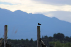 Hymenops perspicillatus