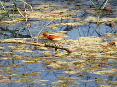 Certhiaxis cinnamomeus