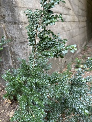 Azara microphylla