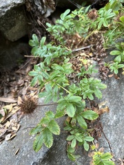 Acaena ovalifolia